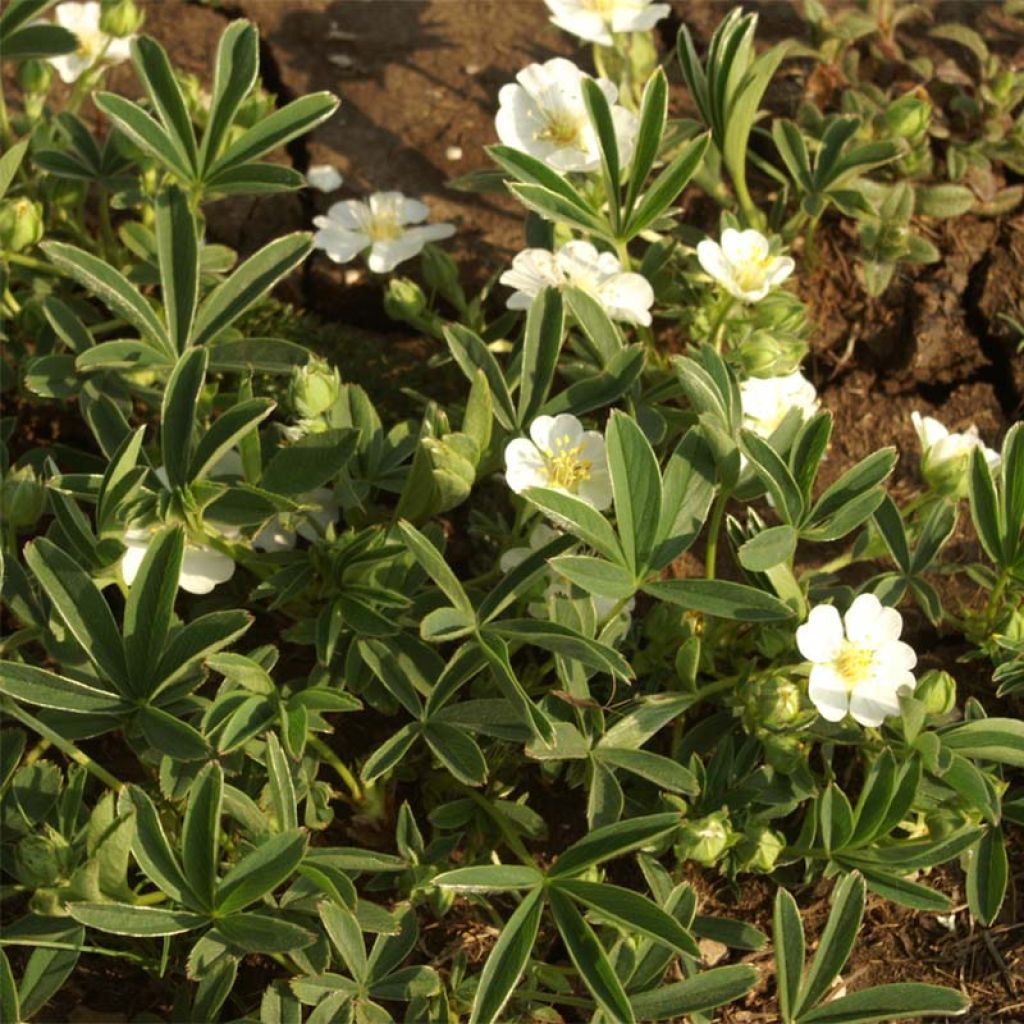 Potentilla alba
