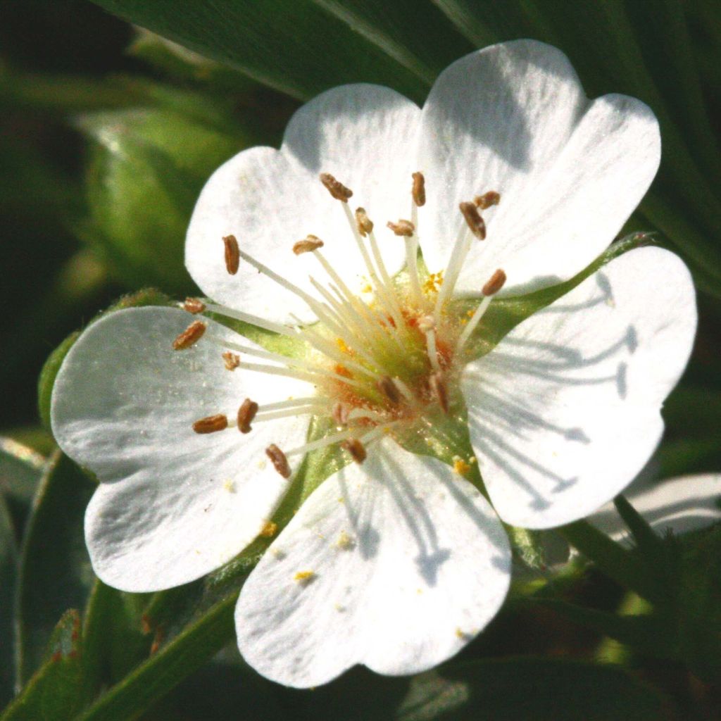 Potentilla alba