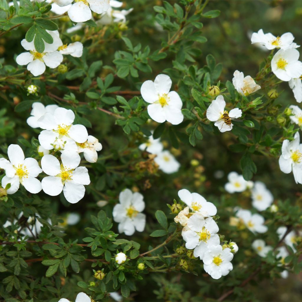 Potentilla fruticosa Bella Bianca - Shrubby Cinquefoil