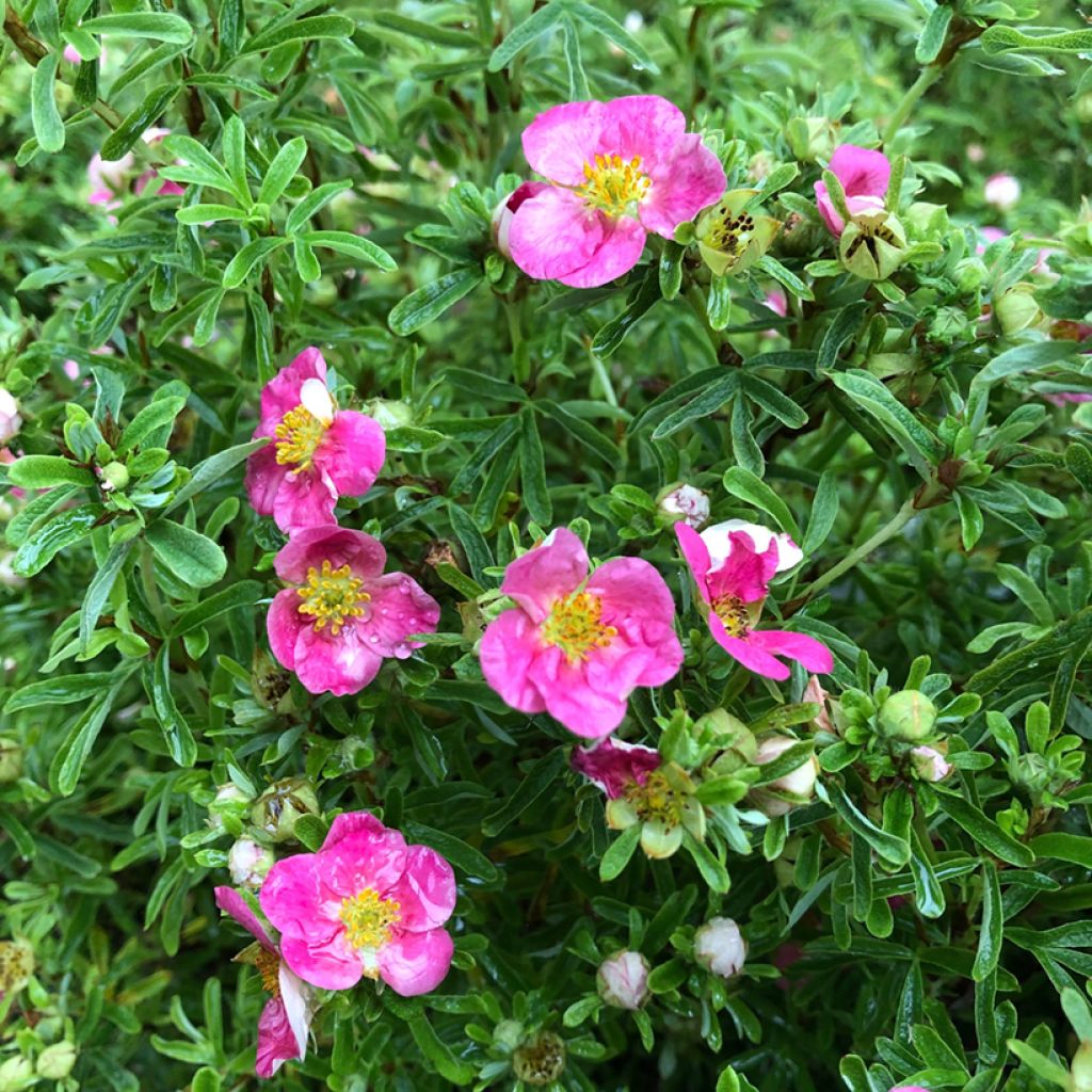 Potentilla fruticosa Bellissima - Shrubby Cinquefoil