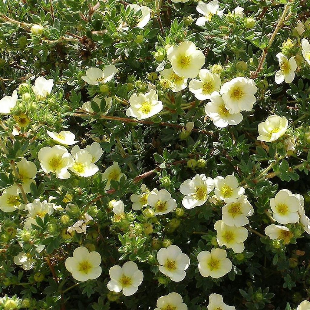 Potentilla fruticosa Creamissima - Shrubby Cinquefoil