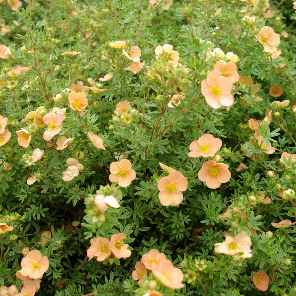 Potentilla fruticosa Daydawn - Shrubby cinquefoil