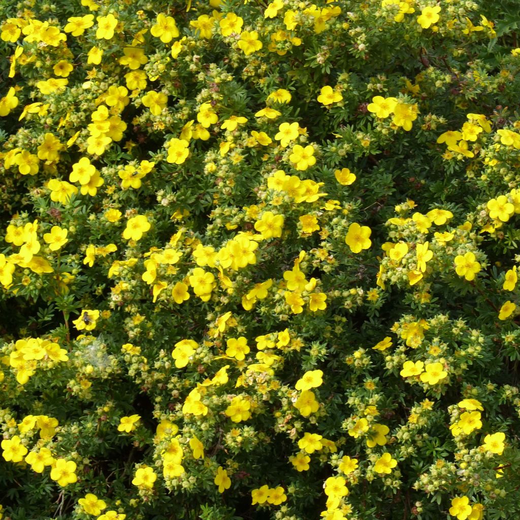 Potentilla fruticosa Goldfinger - Shrubby Cinquefoil