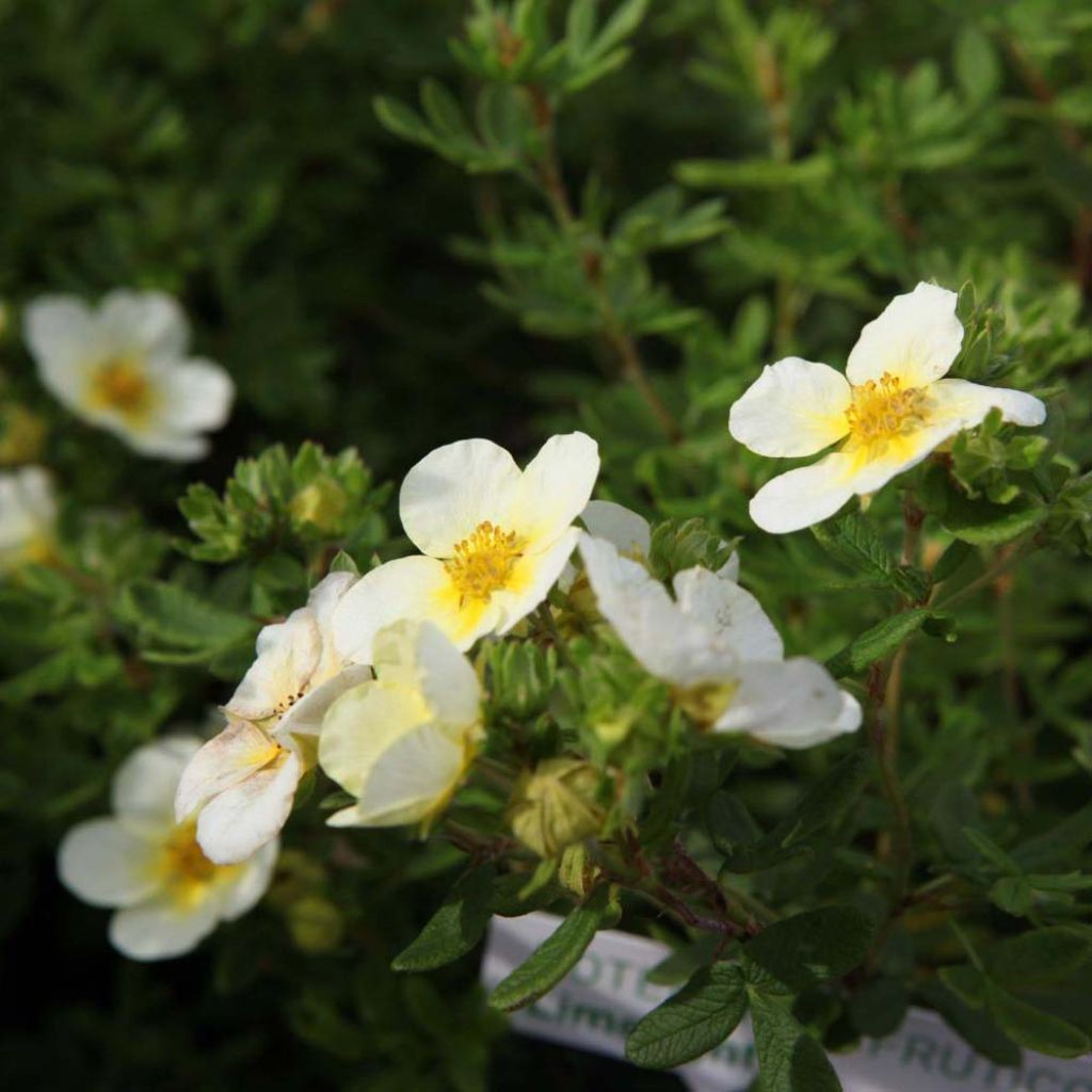 Potentilla fruticosa Limelight - Shrubby Cinquefoil