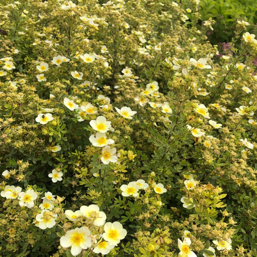 Potentilla fruticosa Limelight - Shrubby Cinquefoil