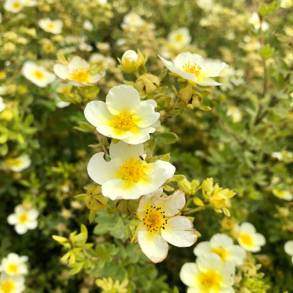 Potentilla fruticosa Limelight - Shrubby Cinquefoil