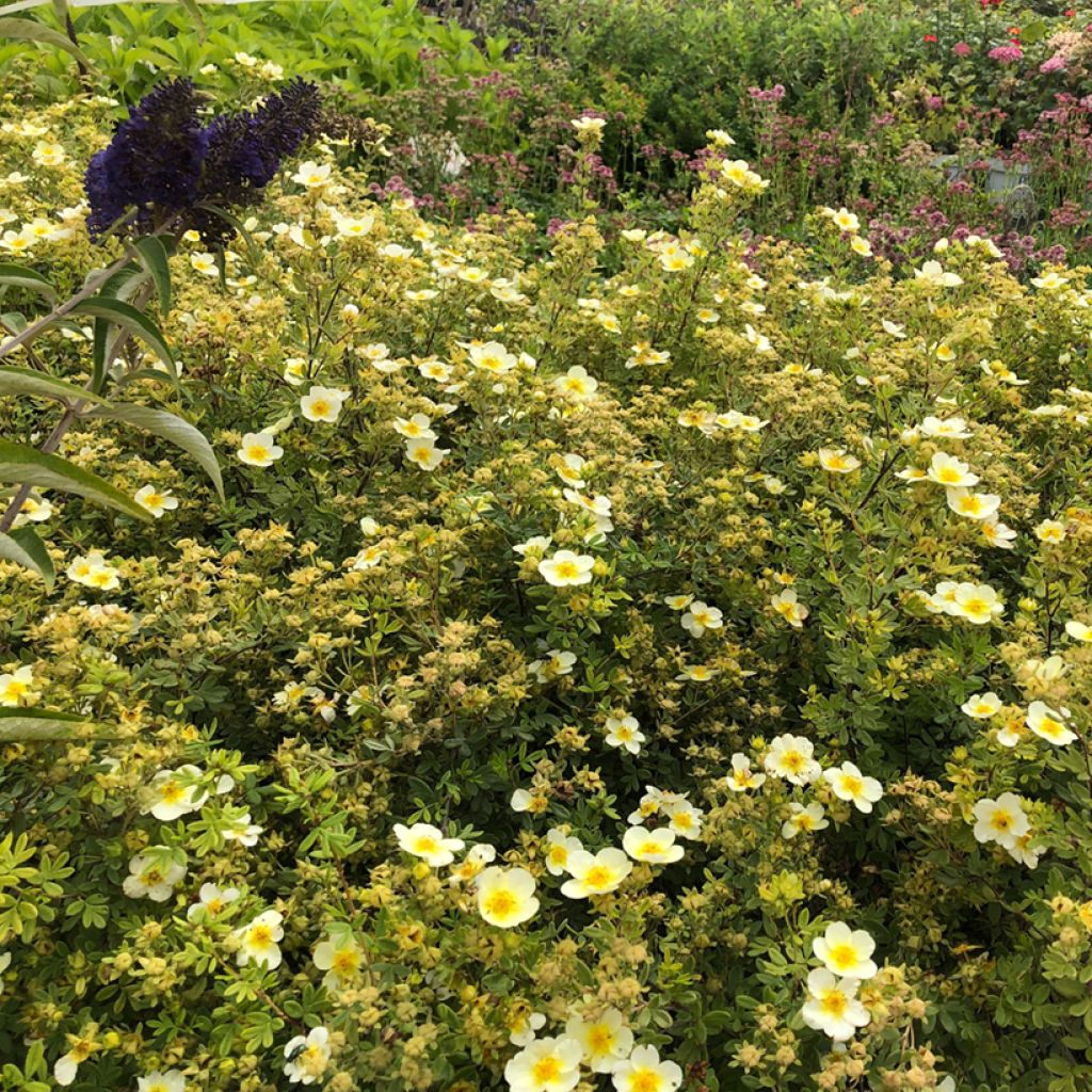 Potentilla fruticosa Limelight - Shrubby Cinquefoil