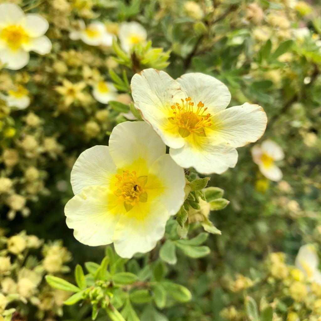 Potentilla fruticosa Limelight - Shrubby Cinquefoil