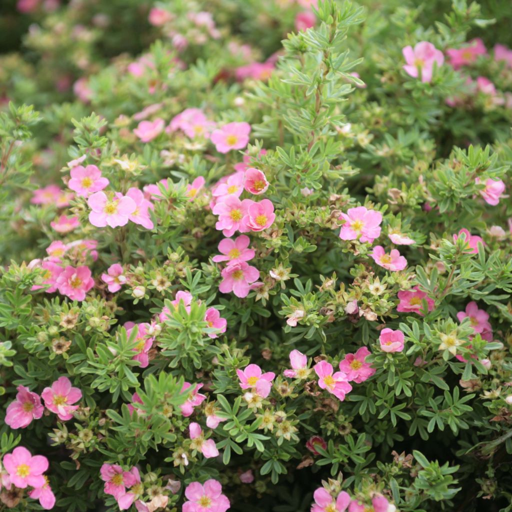 Potentilla fruticosa Lovely Pink - Shrubby Cinquefoil