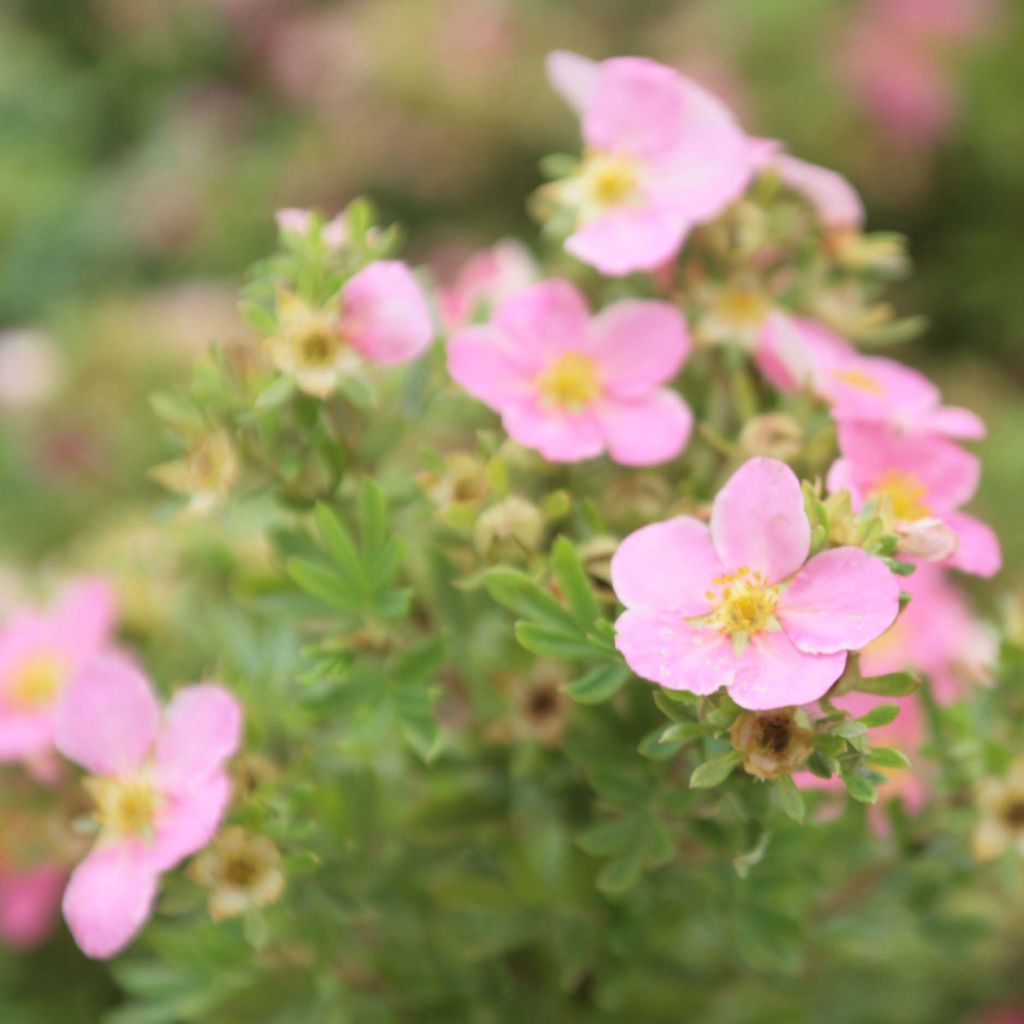 Potentilla fruticosa Lovely Pink - Shrubby Cinquefoil