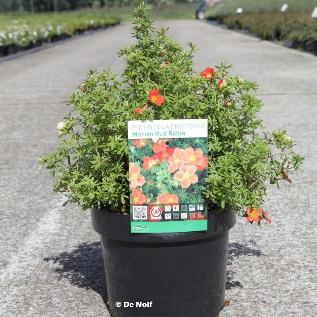 Potentilla fruticosa Marian Red Robin - Shrubby Cinquefoil