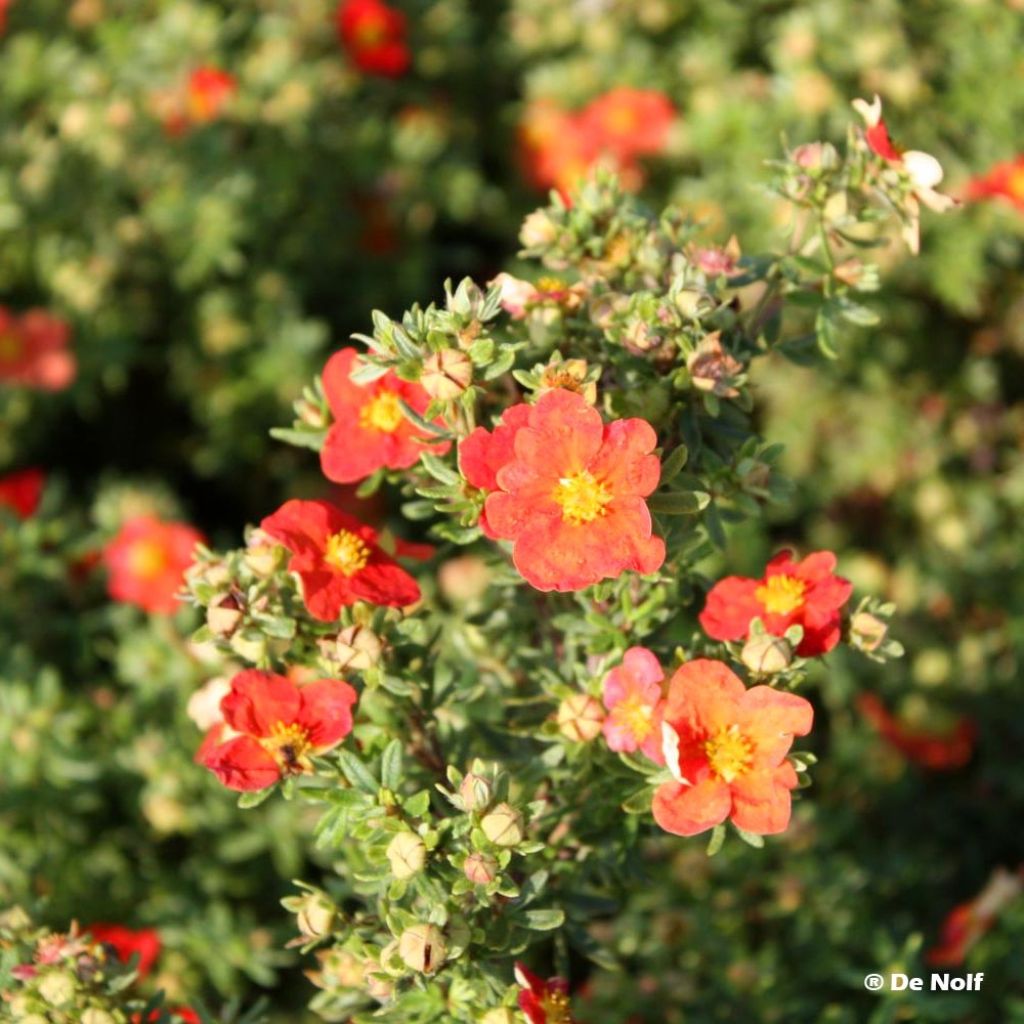 Potentilla fruticosa Marian Red Robin - Shrubby Cinquefoil