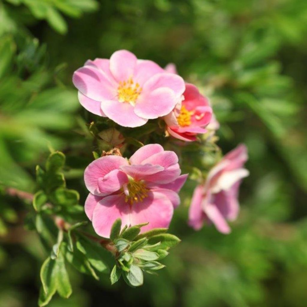Potentilla fruticosa Pink Paradise - Shrubby Cinquefoil
