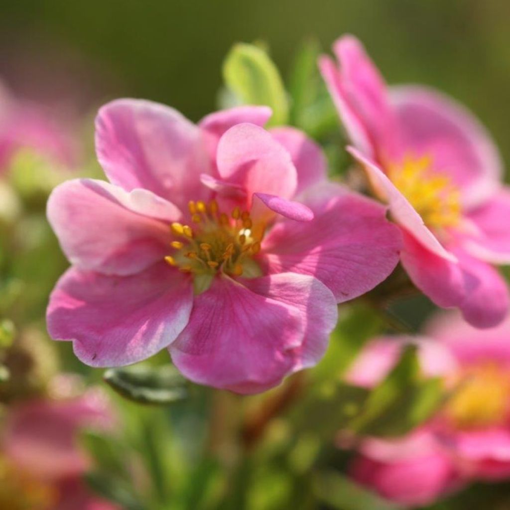 Potentilla fruticosa Pink Paradise - Shrubby Cinquefoil