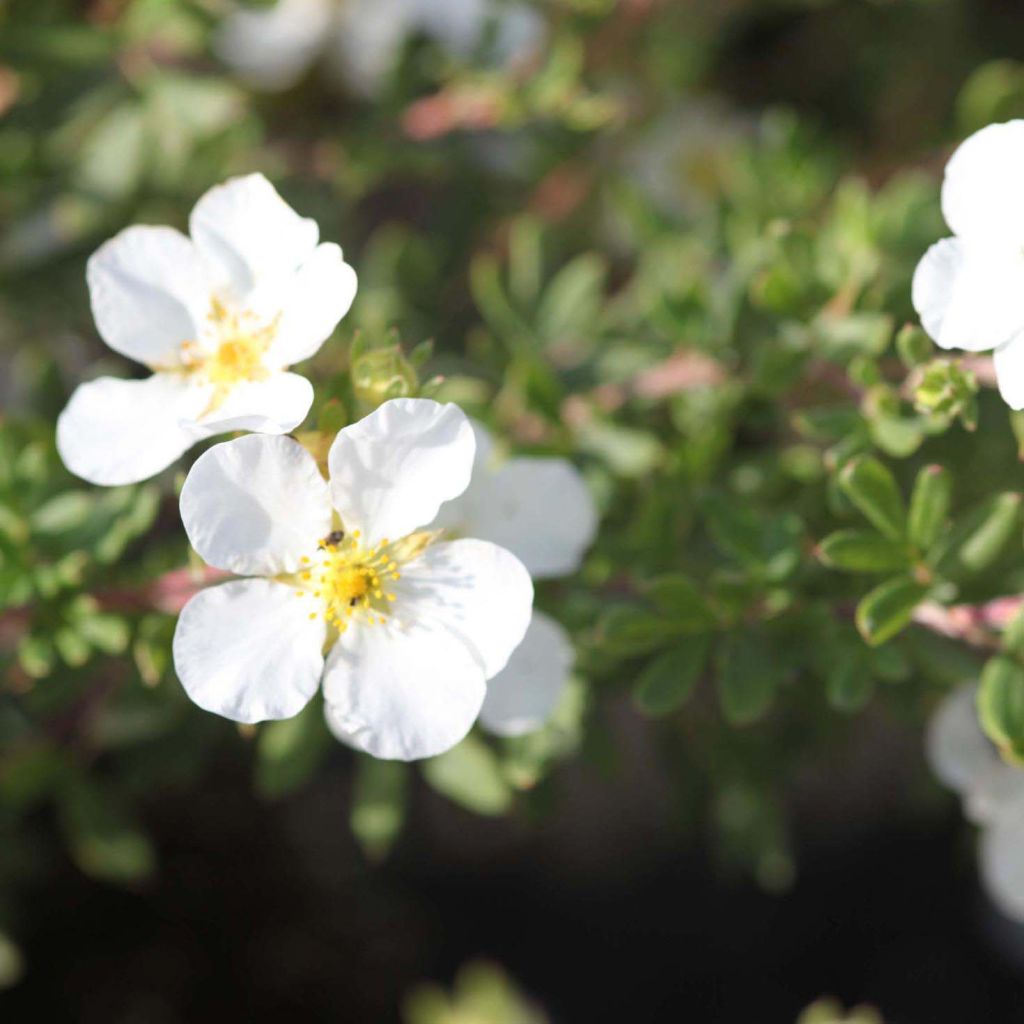 Potentilla fruticosa White Lady - Shrubby Cinquefoil