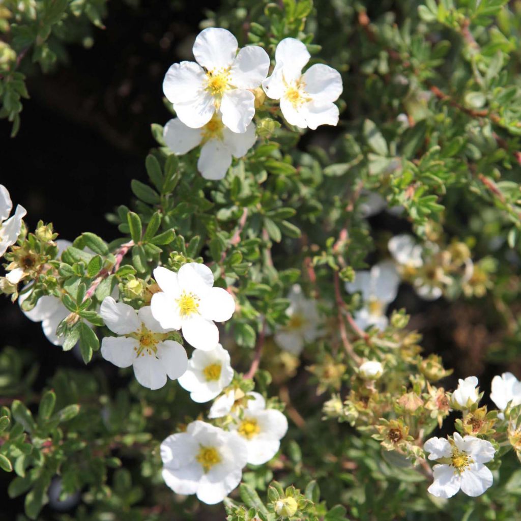 Potentilla fruticosa White Lady - Shrubby Cinquefoil