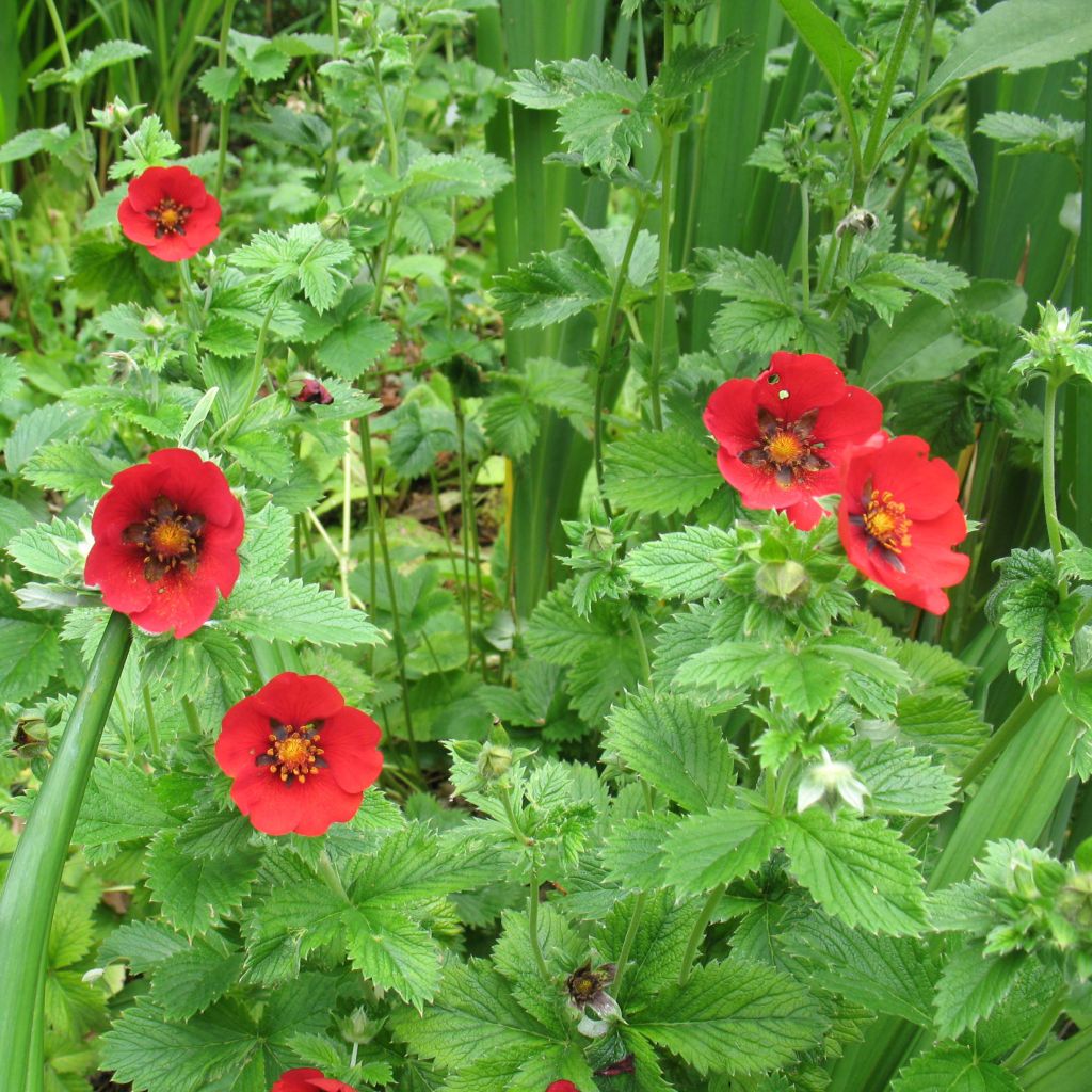 Potentilla cultorum Flamenco - Cinquefoil