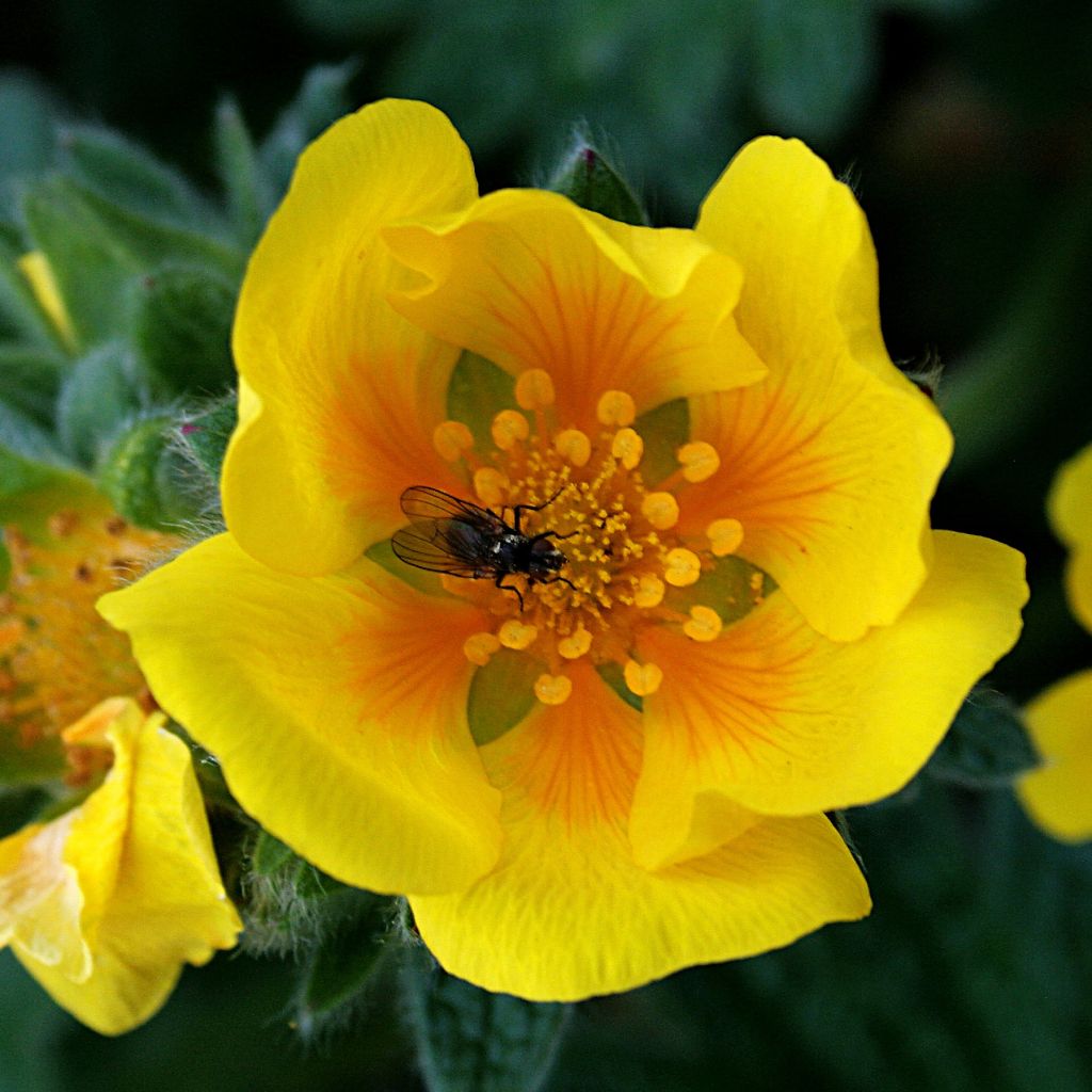 Potentilla megalantha - Cinquefoil