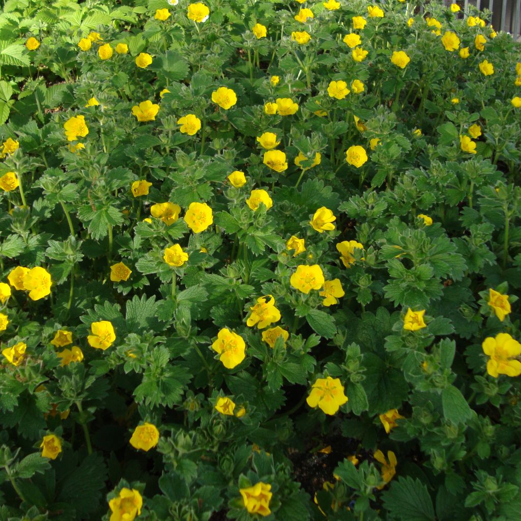 Potentilla megalantha - Cinquefoil