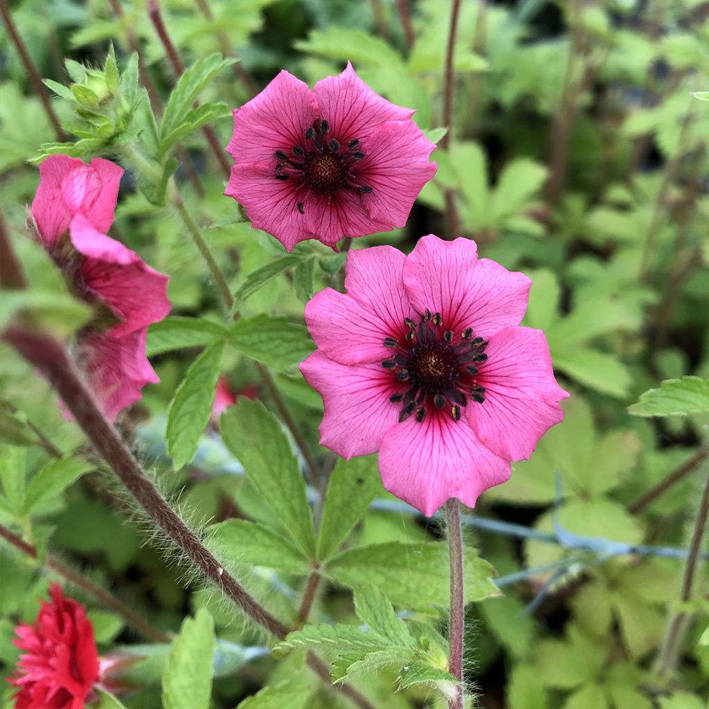 Potentilla nepalensis Miss Willmott - Cinquefoil