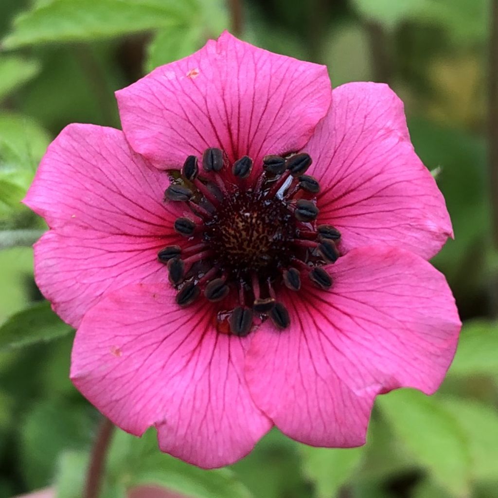 Potentilla nepalensis Miss Willmott - Cinquefoil