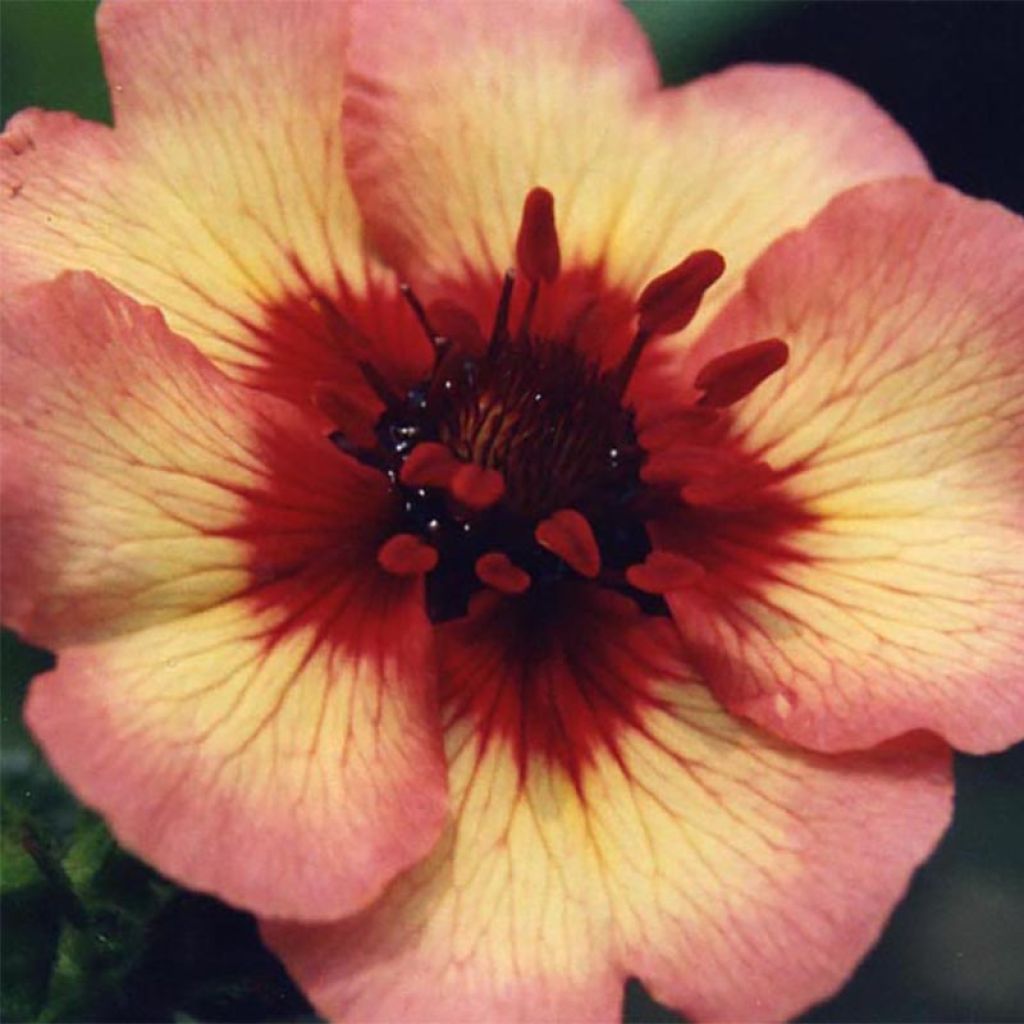 Potentilla nepalensis Miss Willmott - Cinquefoil