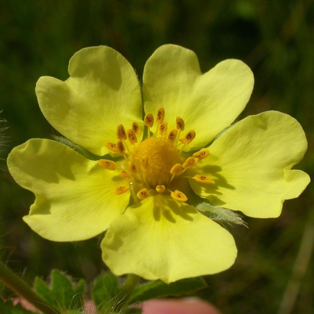Potentilla recta Warrenii - Cinquefoil