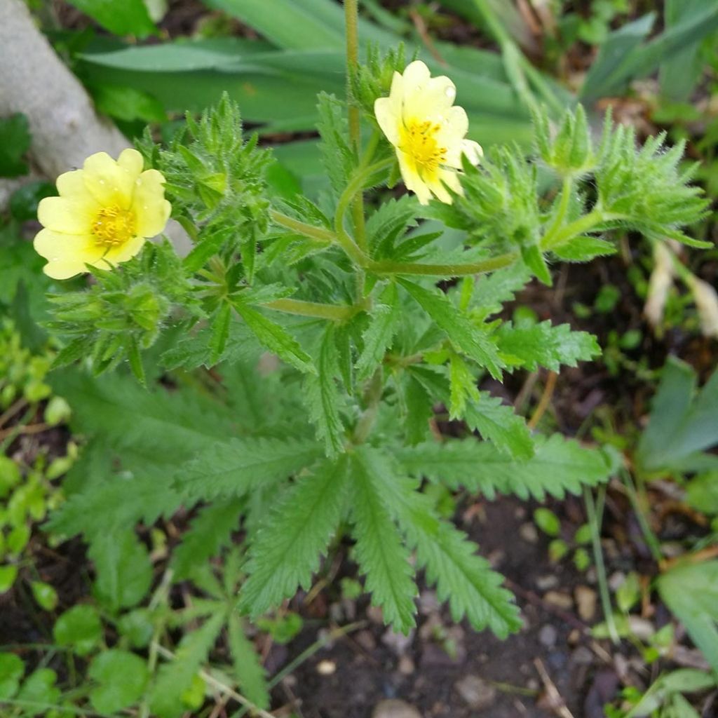 Potentilla recta Warrenii - Cinquefoil