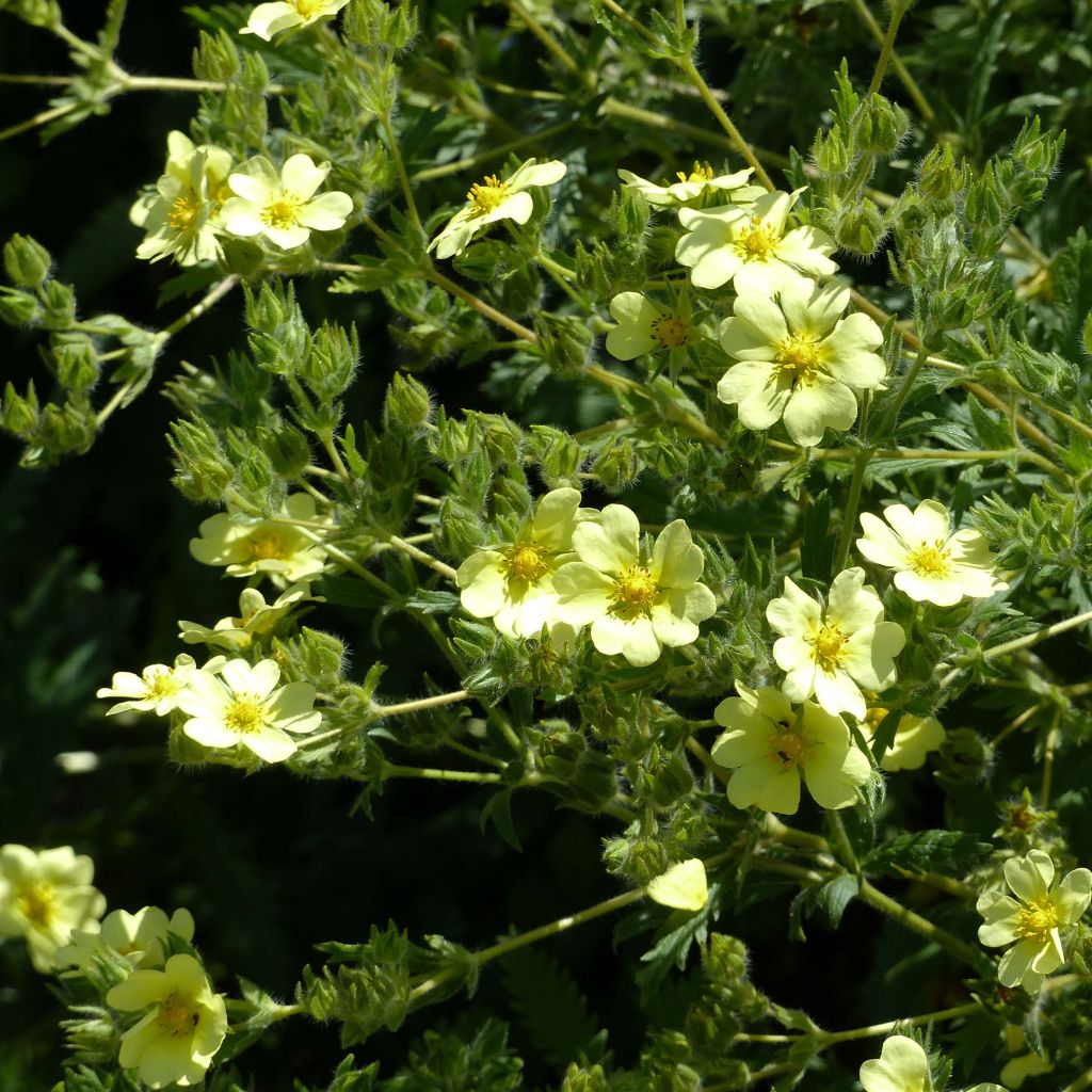 Potentilla recta var. sulphurea - Cinquefoil