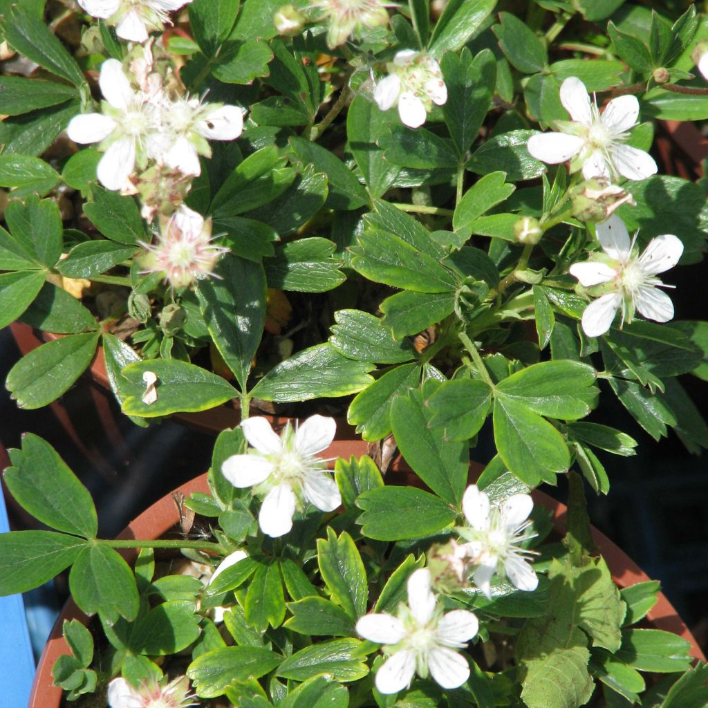 Potentilla tridentata Minima - Cinquefoil