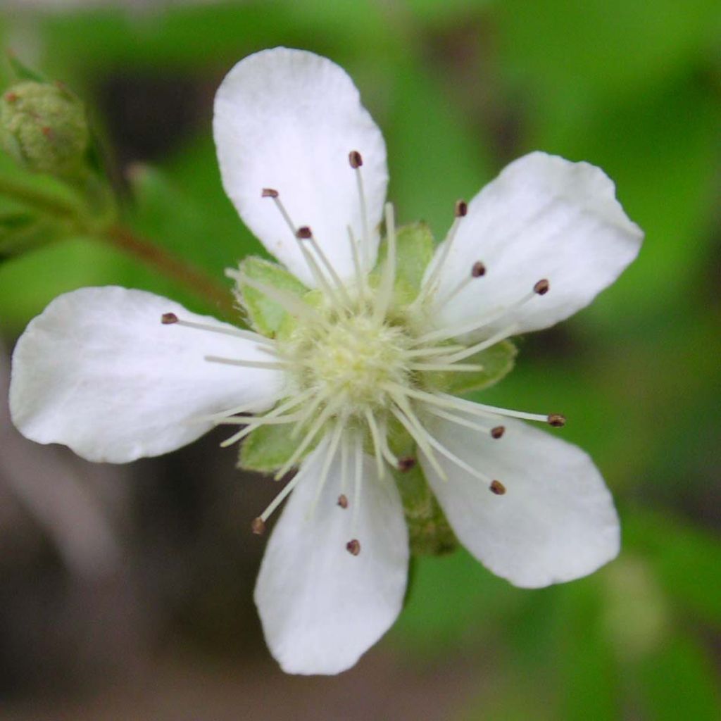 Potentilla tridentata Minima - Cinquefoil