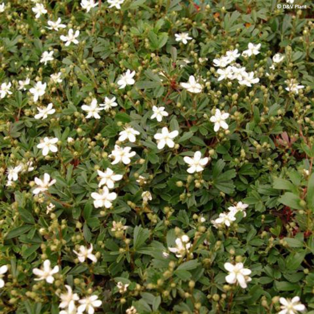 Potentilla tridentata Nuuk - Cinquefoil