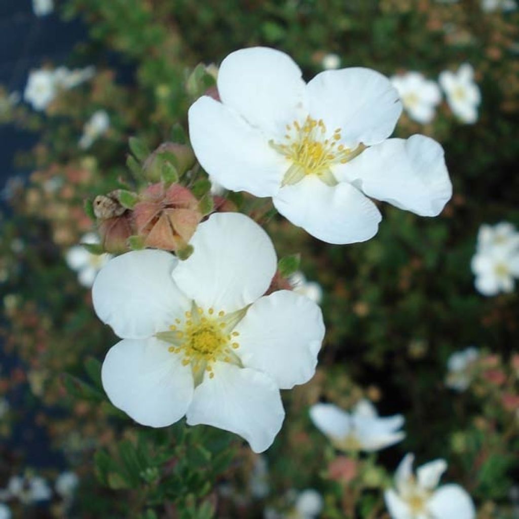 Potentilla fruticosa Abbotswood - Shrubby Cinquefoil
