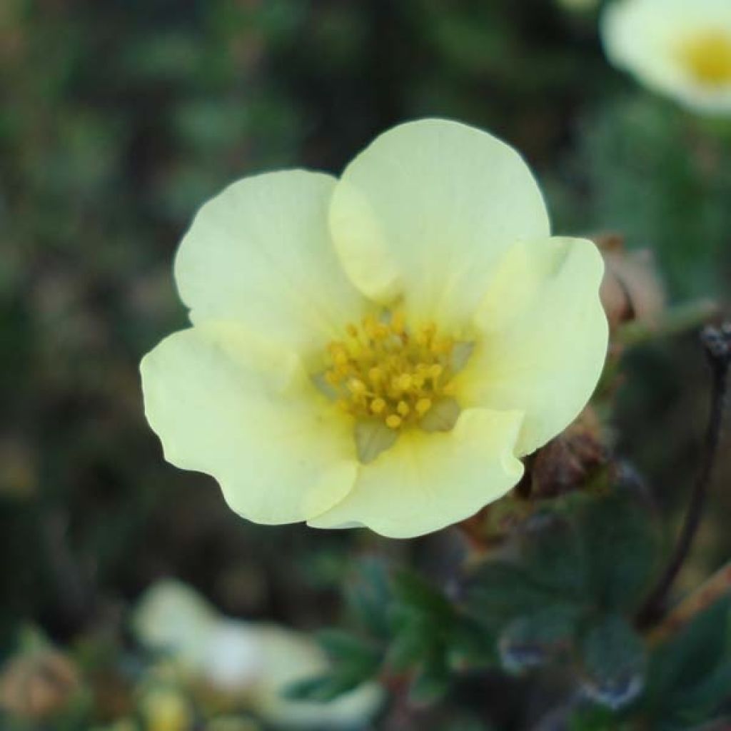 Potentilla fruticosa Primrose Beauty - Shrubby Cinquefoil
