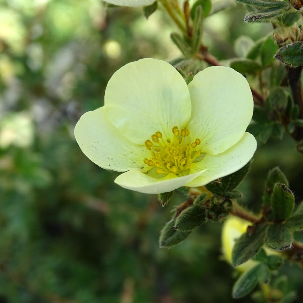 Potentilla fruticosa Primrose Beauty - Shrubby Cinquefoil