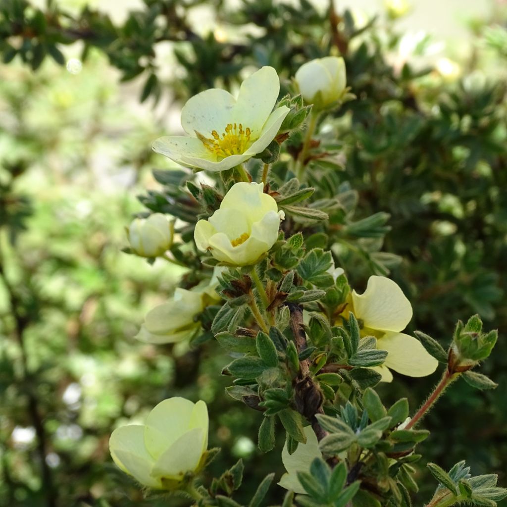 Potentilla fruticosa Primrose Beauty - Shrubby Cinquefoil