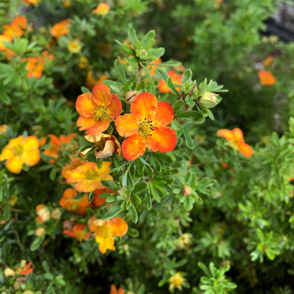 Potentilla fruticosa Bella Sol - Shrubby Cinquefoil
