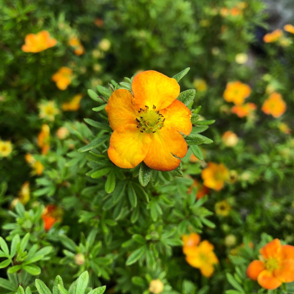 Potentilla fruticosa Bella Sol - Shrubby Cinquefoil