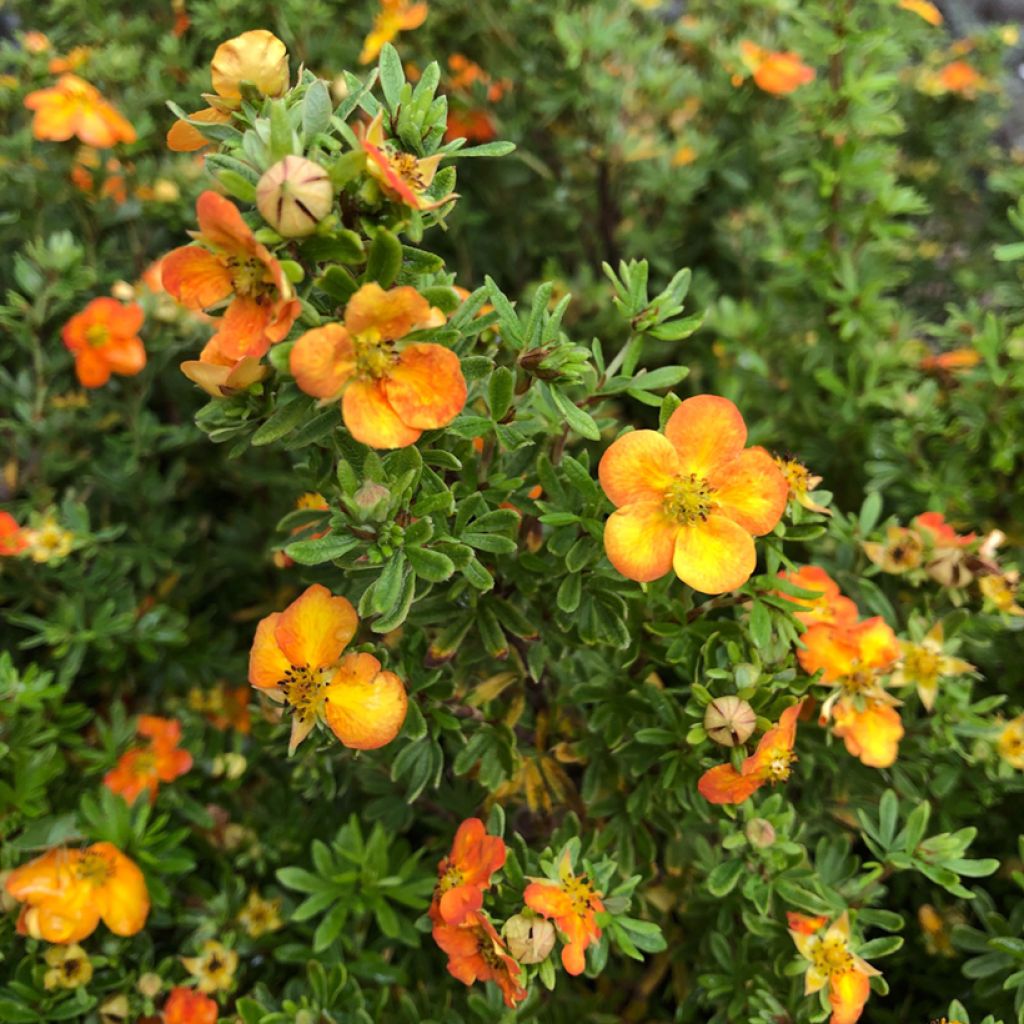 Potentilla fruticosa Bella Sol - Shrubby Cinquefoil