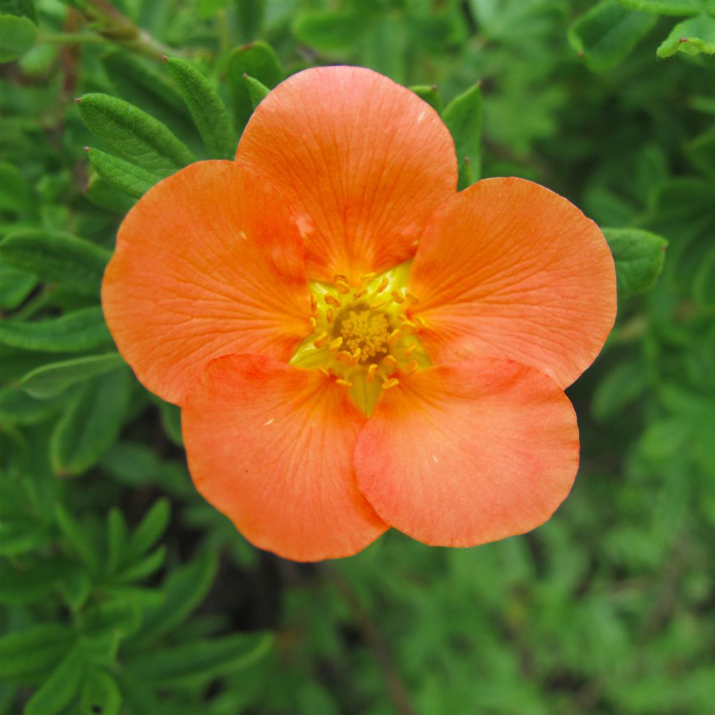 Potentilla fruticosa Hopleys Orange - Shrubby Cinquefoil