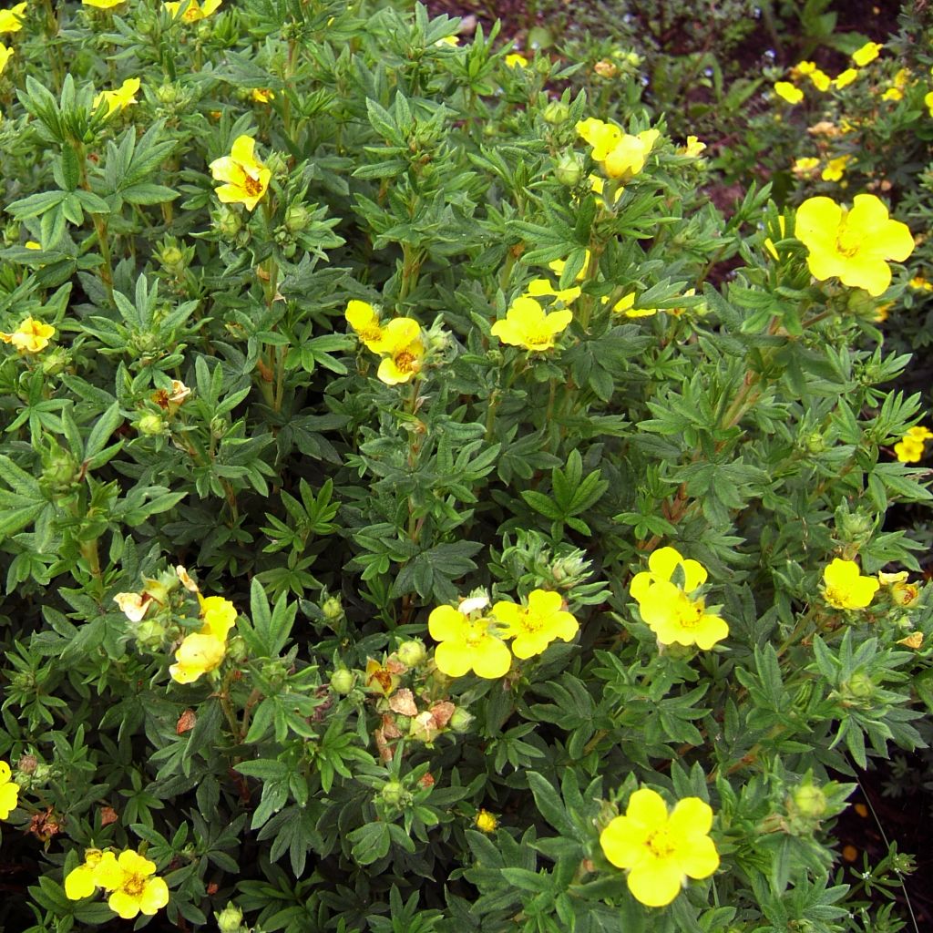 Potentilla fruticosa Kobold - Shrubby Cinquefoil