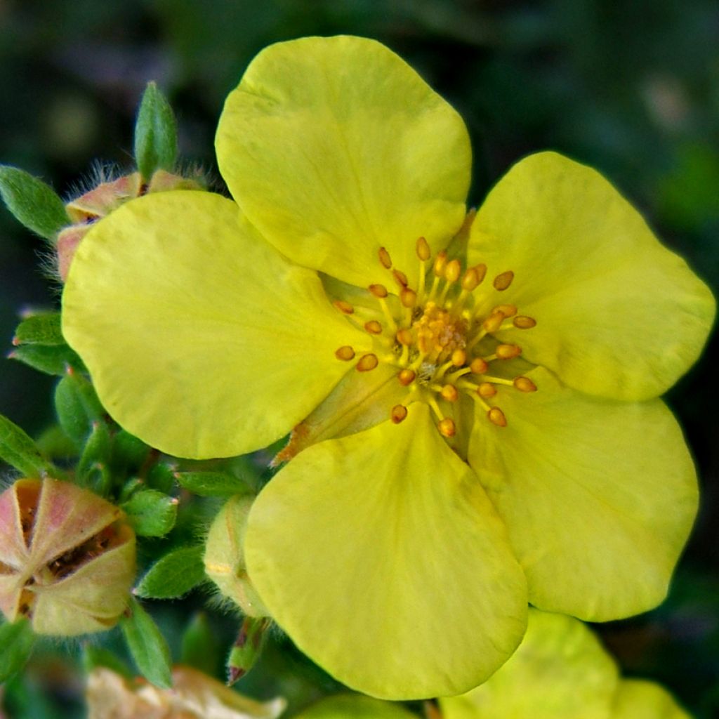 Potentilla fruticosa Kobold - Shrubby Cinquefoil