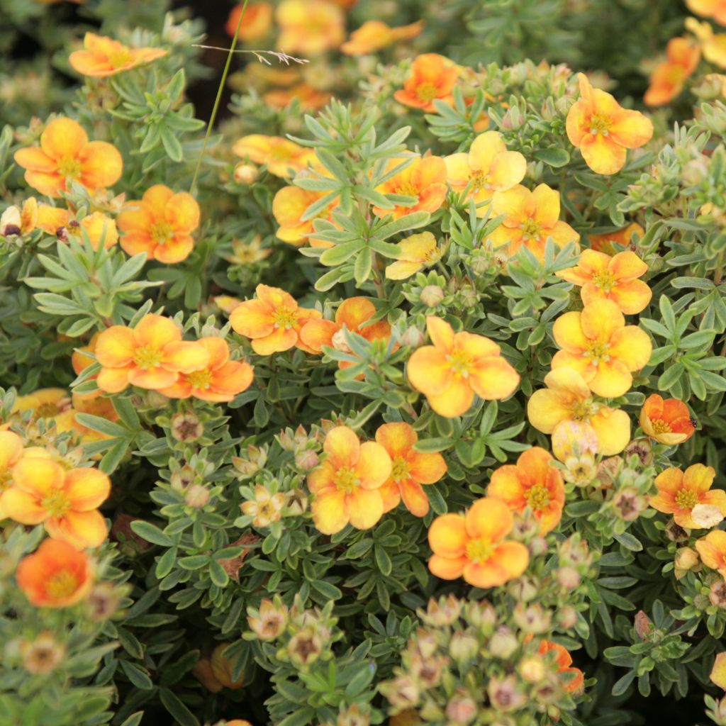 Potentilla fruticosa Mango Tango - Shrubby Cinquefoil