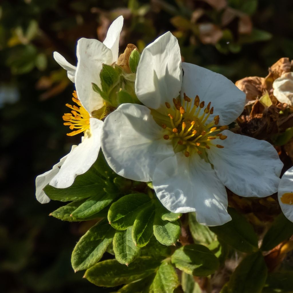 Potentilla fruticosa Tilford Cream - Shrubby Cinquefoil