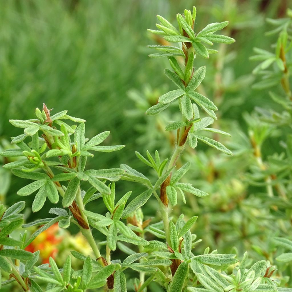 Potentilla fruticosa Orangissima - Shrubby Cinquefoil