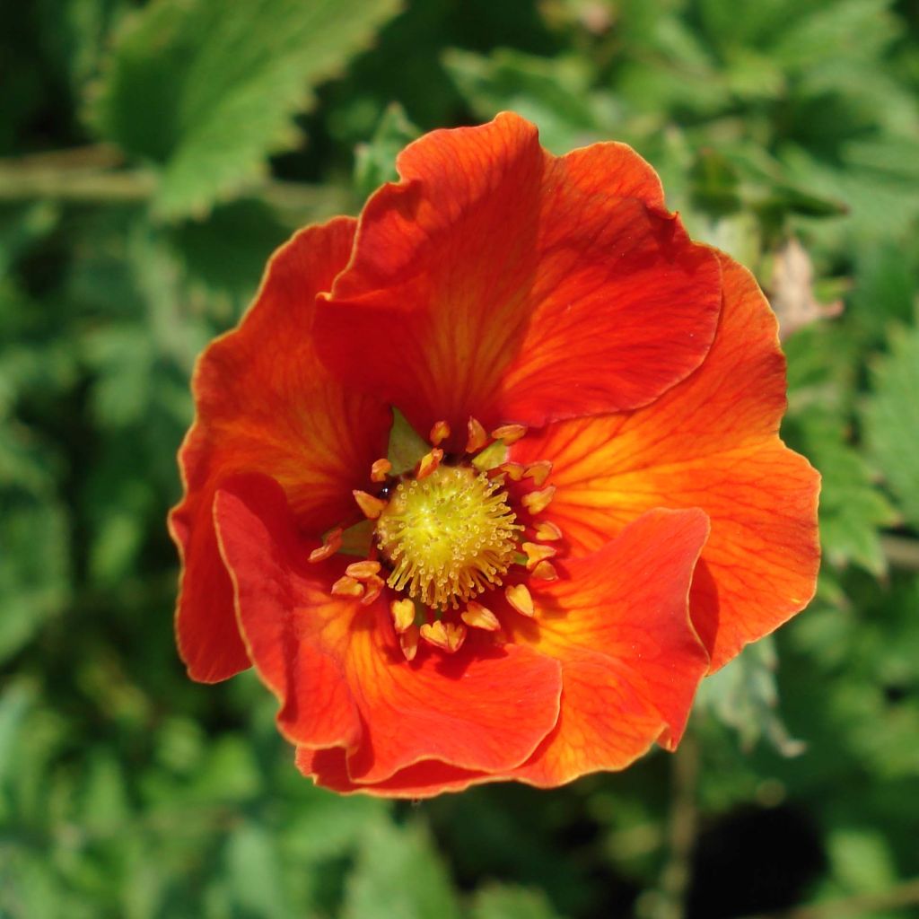 Potentilla William Rollison - Cinquefoil