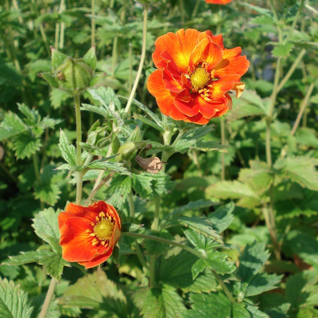 Potentilla William Rollison - Cinquefoil
