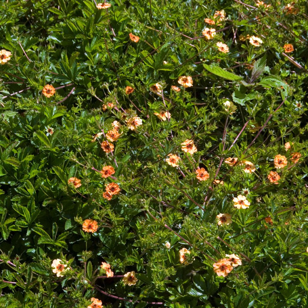 Potentilla x tonguei - Cinquefoil