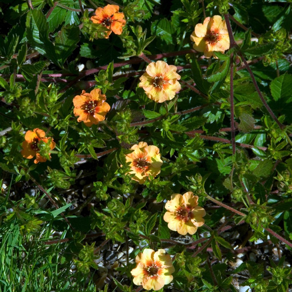 Potentilla x tonguei - Cinquefoil