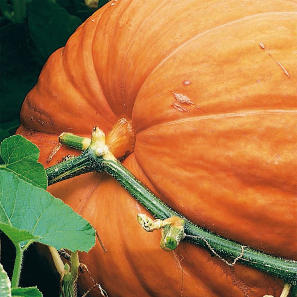 Pumpkin Atlantic Giant - Giant Squash - Cucurbita maxima